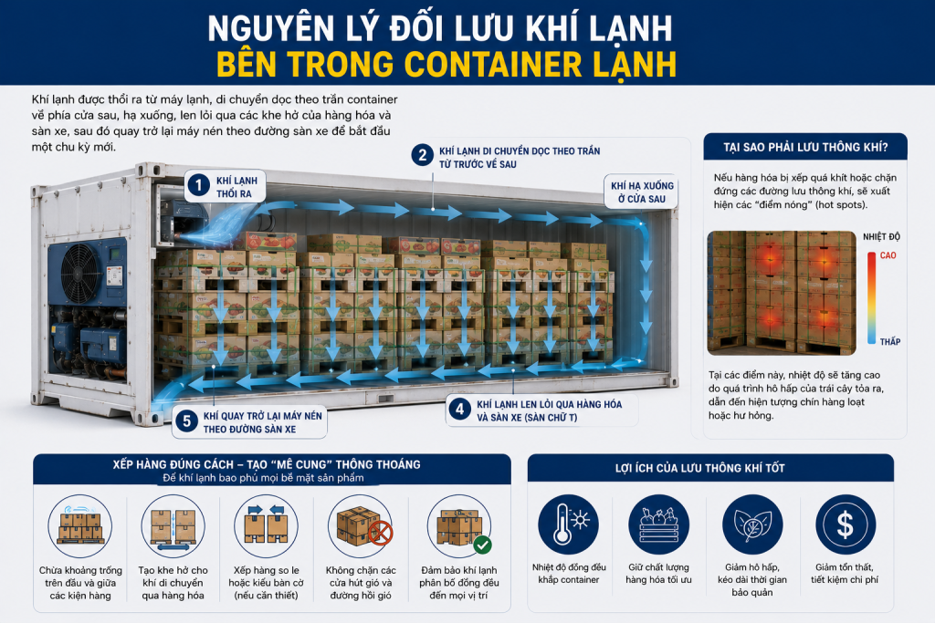 CÁCH XẾP HÀNG VÀO CONTAINER LẠNH ĐỂ KHÍ ĐỐI LƯU TỐT NHẤT: BÍ QUYẾT BẢO QUẢN TRÁI CÂY XUẤT KHẨU